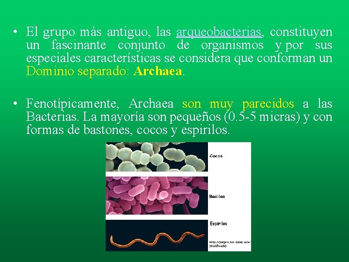 • El grupo más antiguo, las arqueobacterias, constituyen un fascinante conjunto de organismos • El grupo más antiguo, las arqueobacterias, constituyen un fascinante conjunto de organismos