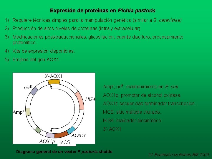 Expresión de proteínas en Pichia pastoris 1) Requiere técnicas simples para la manipulación genética Expresión de proteínas en Pichia pastoris 1) Requiere técnicas simples para la manipulación genética