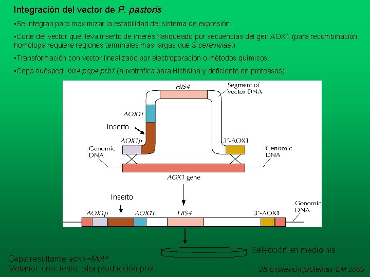Integración del vector de P. pastoris • Se integran para maximizar la estabilidad del Integración del vector de P. pastoris • Se integran para maximizar la estabilidad del