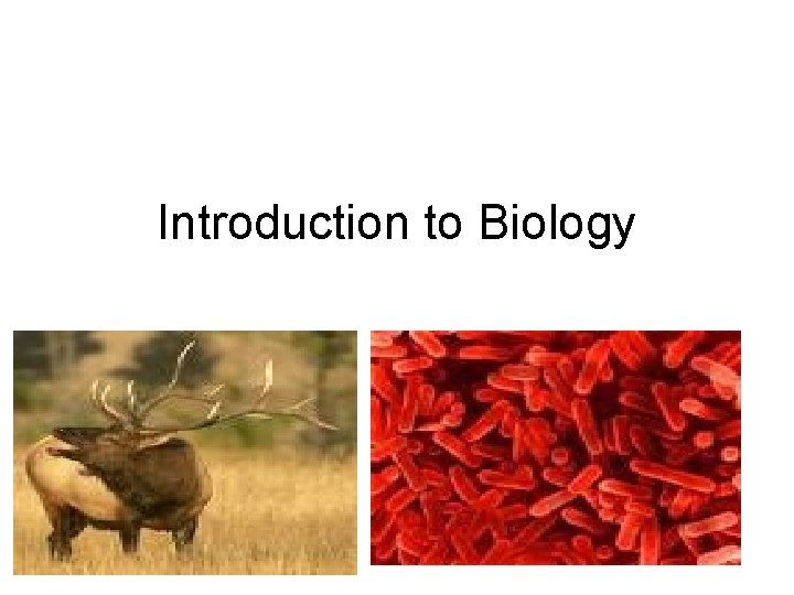 Introduction to Biology 