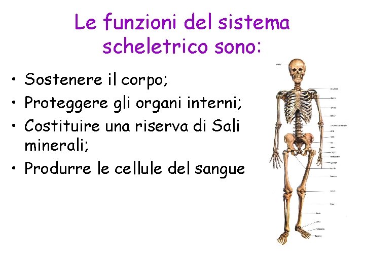 Le funzioni del sistema scheletrico sono: • Sostenere il corpo; • Proteggere gli organi