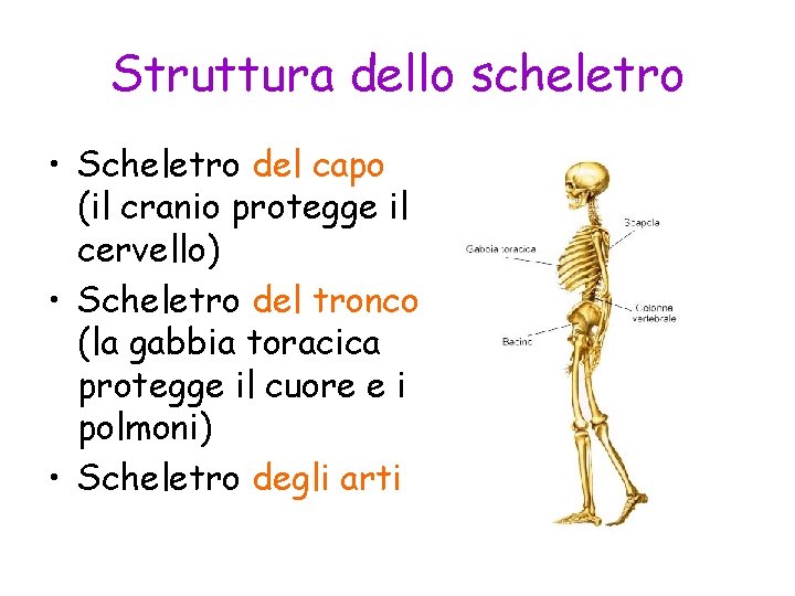 Struttura dello scheletro • Scheletro del capo (il cranio protegge il cervello) • Scheletro