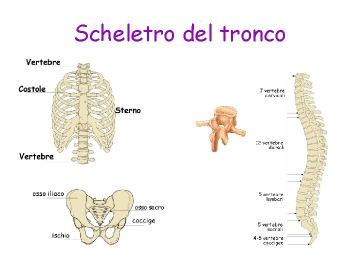 Scheletro del tronco 