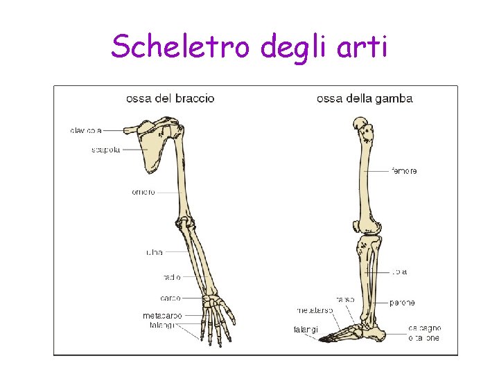 Scheletro degli arti 