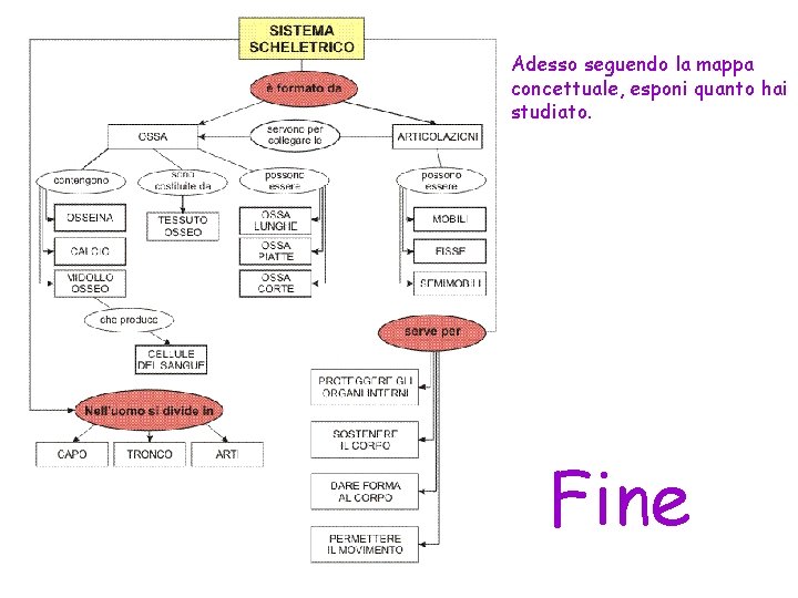 Adesso seguendo la mappa concettuale, esponi quanto hai studiato. Fine 