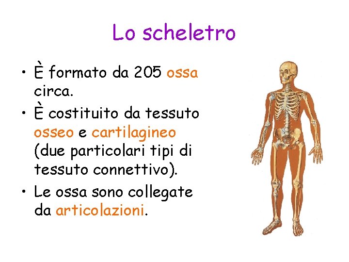 Lo scheletro • È formato da 205 ossa circa. • È costituito da tessuto