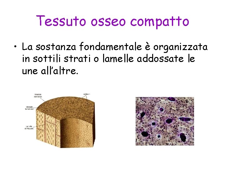 Tessuto osseo compatto • La sostanza fondamentale è organizzata in sottili strati o lamelle