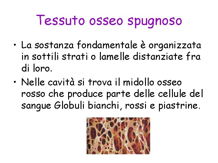 Tessuto osseo spugnoso • La sostanza fondamentale è organizzata in sottili strati o lamelle