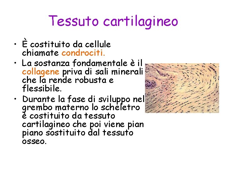 Tessuto cartilagineo • È costituito da cellule chiamate condrociti. • La sostanza fondamentale è