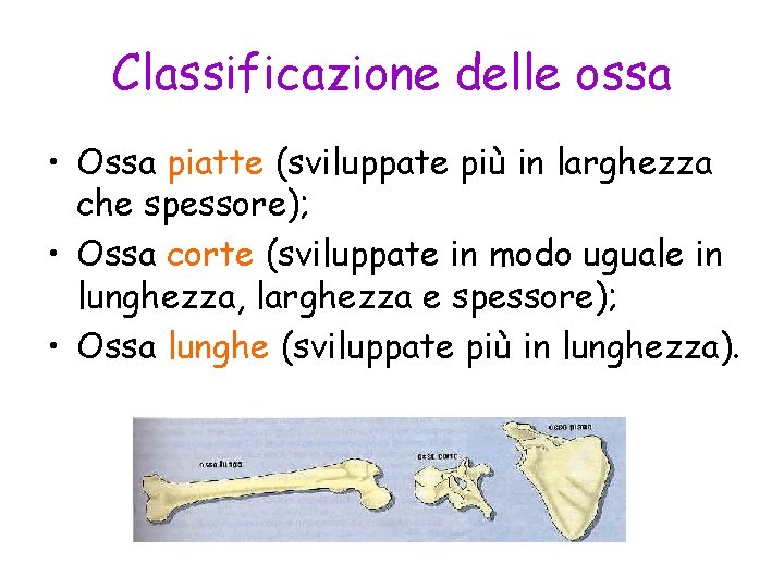 Classificazione delle ossa • Ossa piatte (sviluppate più in larghezza che spessore); • Ossa