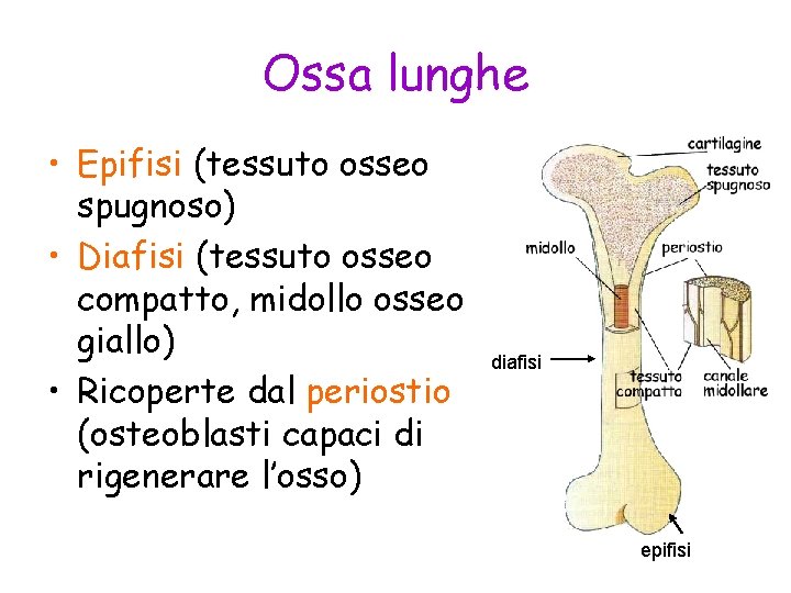 Ossa lunghe • Epifisi (tessuto osseo spugnoso) • Diafisi (tessuto osseo compatto, midollo osseo