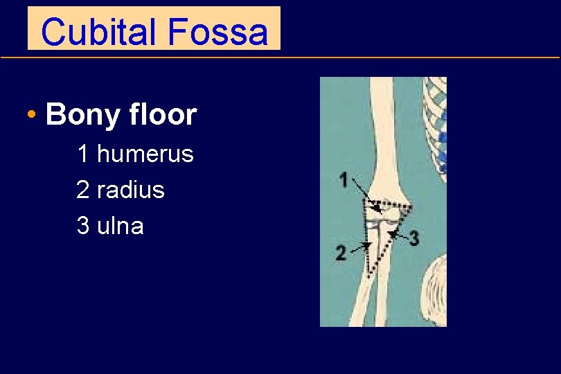 Cubital Fossa • Bony floor 1 humerus 2 radius 3 ulna 