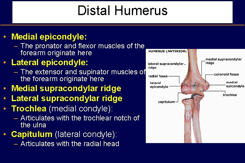 Distal Humerus • Medial epicondyle: – The pronator and flexor muscles of the forearm