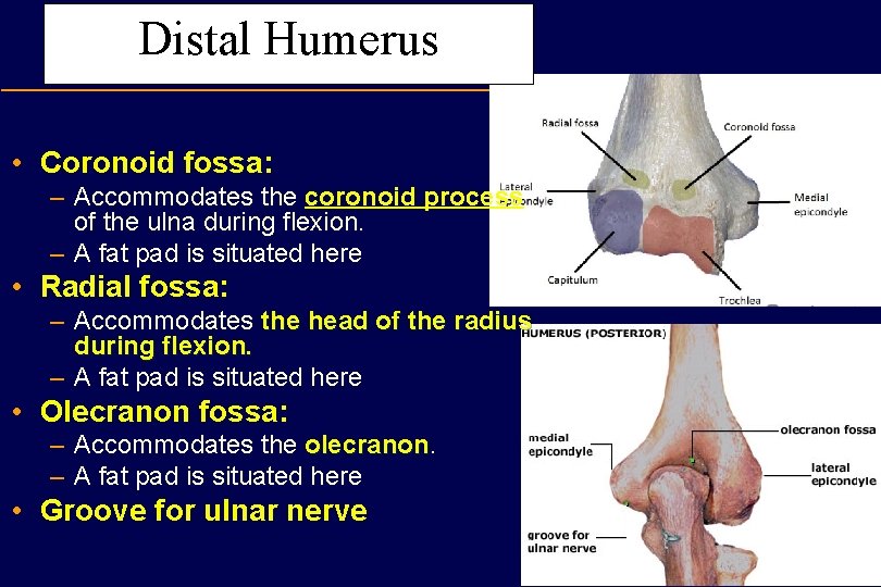Distal Humerus • Coronoid fossa: – Accommodates the coronoid process of the ulna during