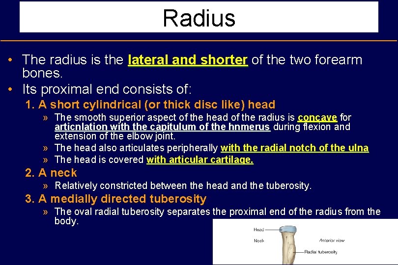 Radius • The radius is the lateral and shorter of the two forearm bones.