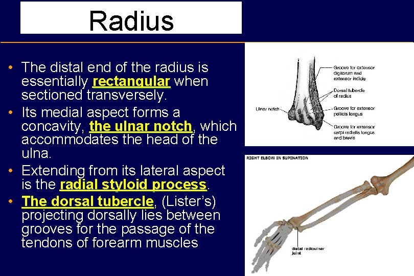 Radius • The distal end of the radius is essentially rectangular when sectioned transversely.