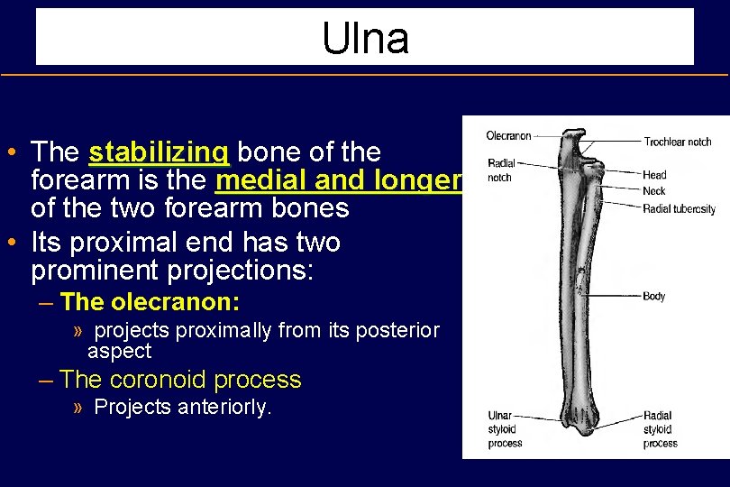 Ulna • The stabilizing bone of the forearm is the medial and longer of