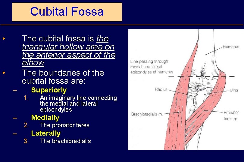 Cubital Fossa • The cubital fossa is the triangular hollow area on the anterior