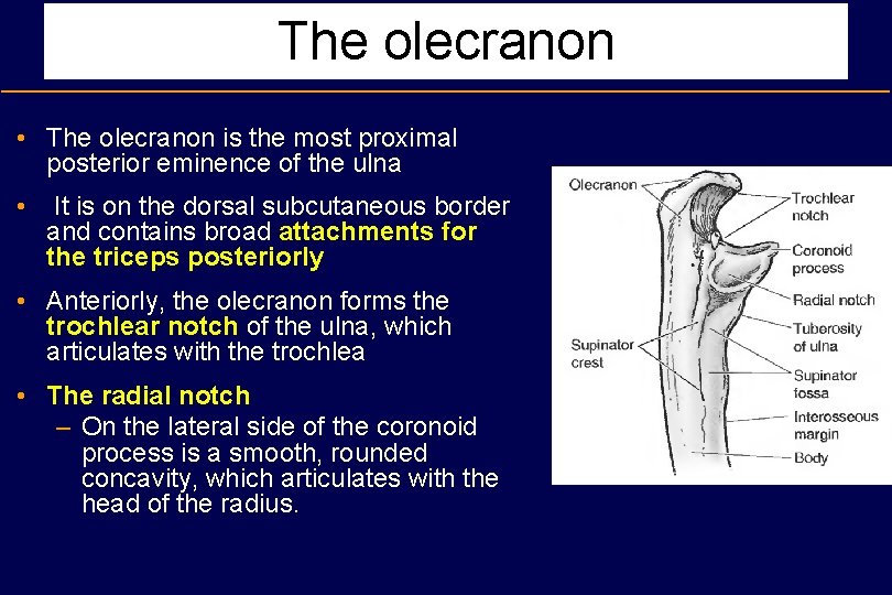 The olecranon • The olecranon is the most proximal posterior eminence of the ulna