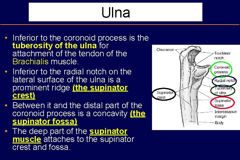 Ulna • Inferior to the coronoid process is the tuberosity of the ulna for