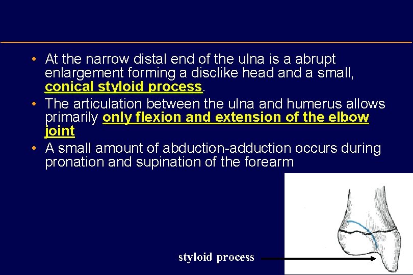  • At the narrow distal end of the ulna is a abrupt enlargement