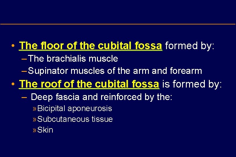  • The floor of the cubital fossa formed by: – The brachialis muscle