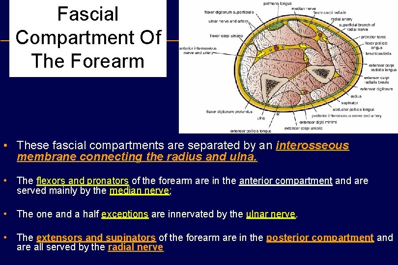 Fascial Compartment Of The Forearm • These fascial compartments are separated by an interosseous