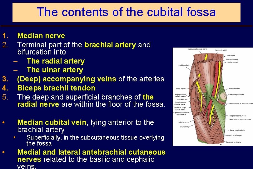 The contents of the cubital fossa 1. 2. Median nerve Terminal part of the