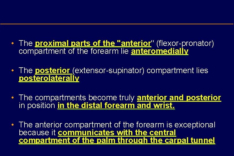  • The proximal parts of the "anterior" "anterior (flexor-pronator) compartment of the forearm