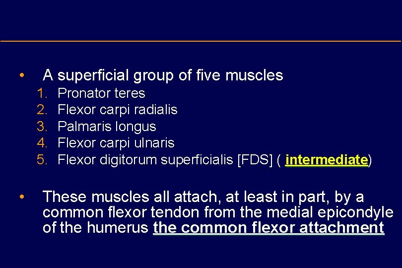  • A superficial group of five muscles 1. 2. 3. 4. 5. •