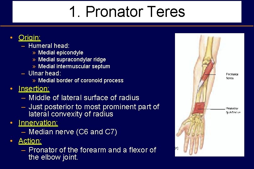 1. Pronator Teres • Origin: – Humeral head: » Medial epicondyle » Medial supracondylar