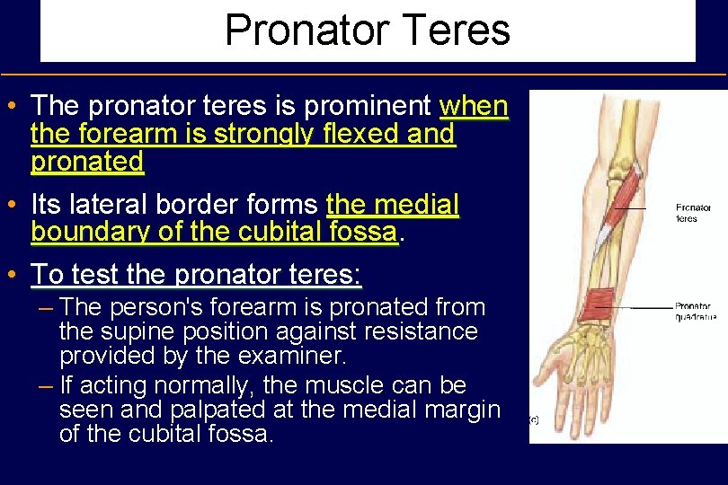 Pronator Teres • The pronator teres is prominent when the forearm is strongly flexed