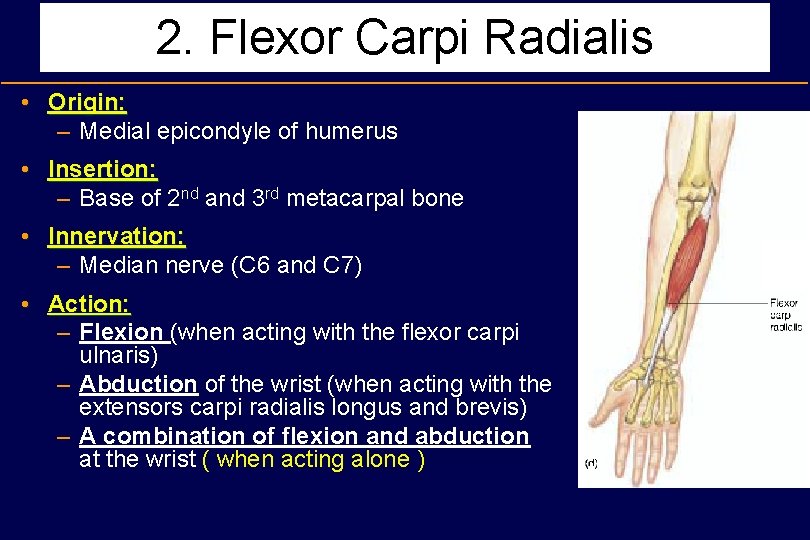 2. Flexor Carpi Radialis • Origin: – Medial epicondyle of humerus • Insertion: –