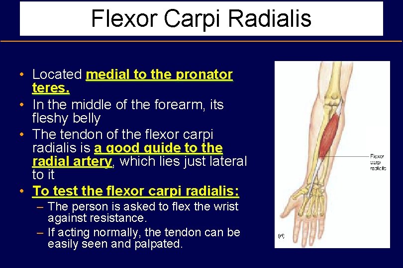 Flexor Carpi Radialis • Located medial to the pronator teres. • In the middle