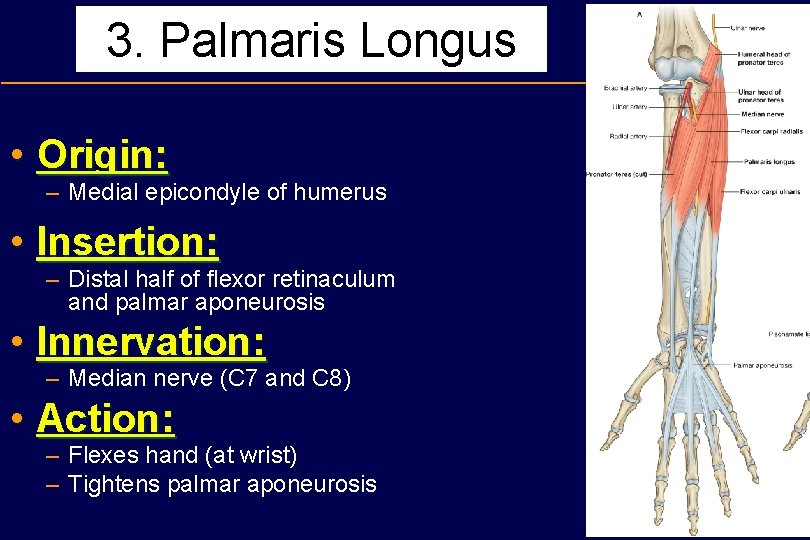 3. Palmaris Longus • Origin: – Medial epicondyle of humerus • Insertion: – Distal