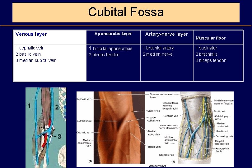 Cubital Fossa Venous layer 1 cephalic vein 2 basilic vein 3 median cubital vein