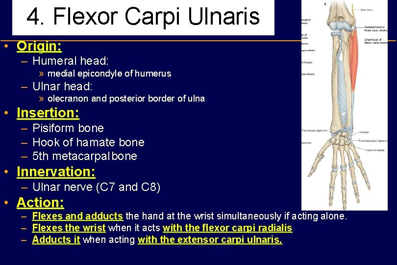 4. Flexor Carpi Ulnaris • Origin: – Humeral head: » medial epicondyle of humerus