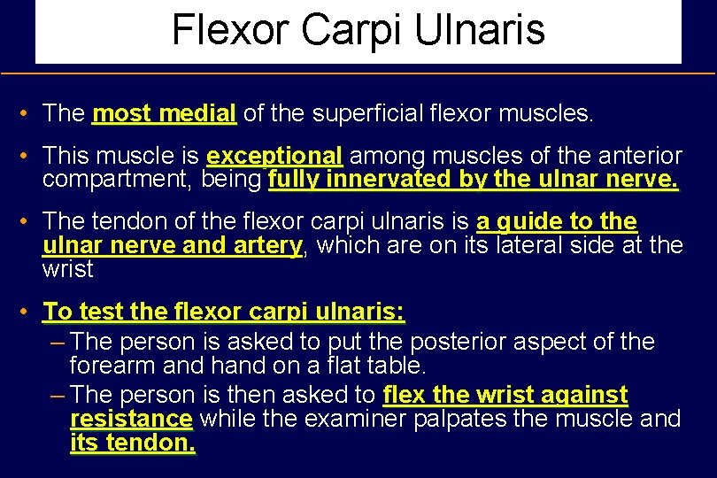 Flexor Carpi Ulnaris • The most medial of the superficial flexor muscles. • This