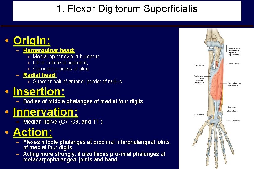 1. Flexor Digitorum Superficialis • Origin: – Humeroulnar head: » Medial epicondyle of humerus