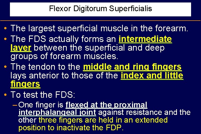 Flexor Digitorum Superficialis • The largest superficial muscle in the forearm. • The FDS