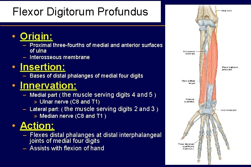 Flexor Digitorum Profundus • Origin: – Proximal three-fourths of medial and anterior surfaces of