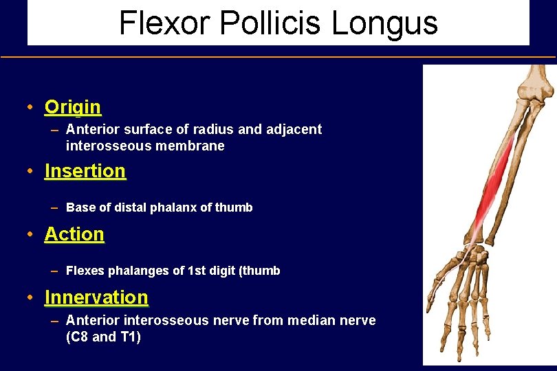 Flexor Pollicis Longus • Origin – Anterior surface of radius and adjacent interosseous membrane