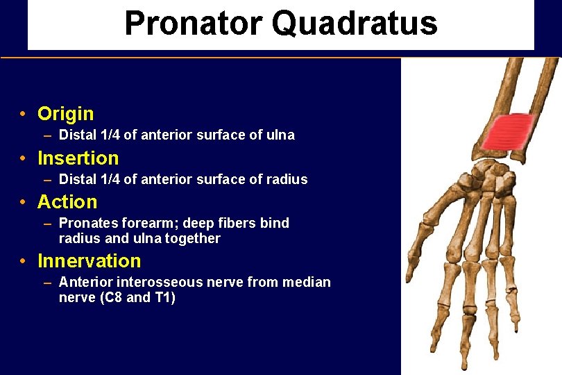 Pronator Quadratus • Origin – Distal 1/4 of anterior surface of ulna • Insertion