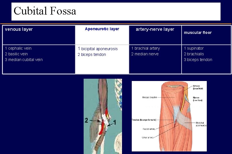 Cubital Fossa venous layer 1 cephalic vein 2 basilic vein 3 median cubital vein