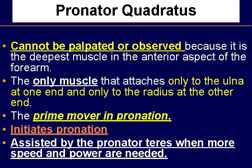 Pronator Quadratus • Cannot be palpated or observed because it is the deepest muscle