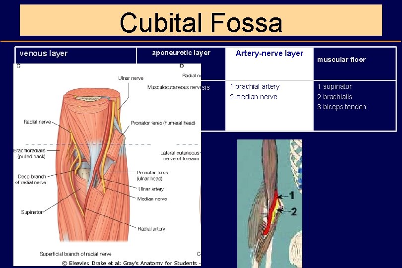 Cubital Fossa venous layer 1 cephalic vein 2 basilic vein 3 median cubital vein