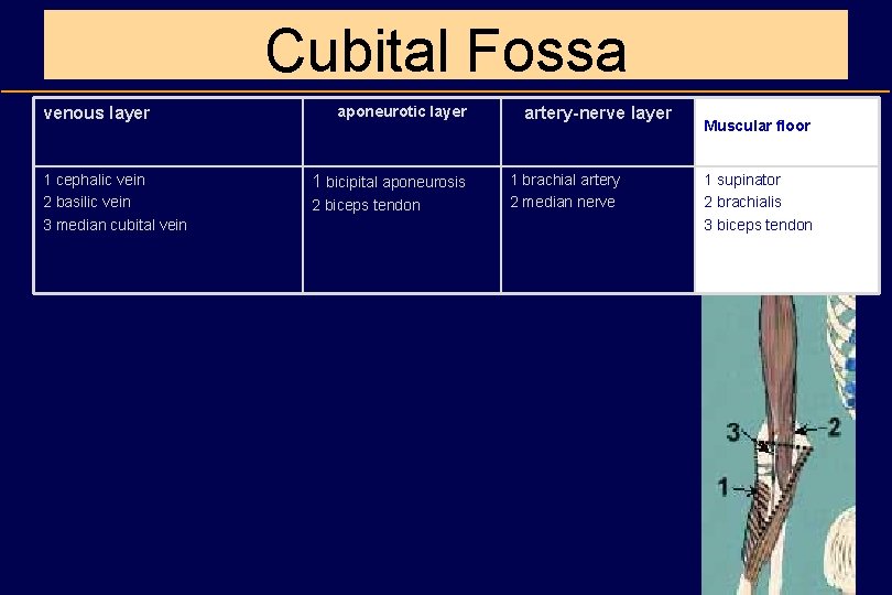 Cubital Fossa venous layer 1 cephalic vein 2 basilic vein 3 median cubital vein