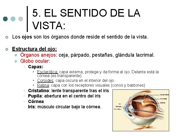 5. EL SENTIDO DE LA VISTA: ¢ Los ojos son los órganos donde reside 5. EL SENTIDO DE LA VISTA: ¢ Los ojos son los órganos donde reside