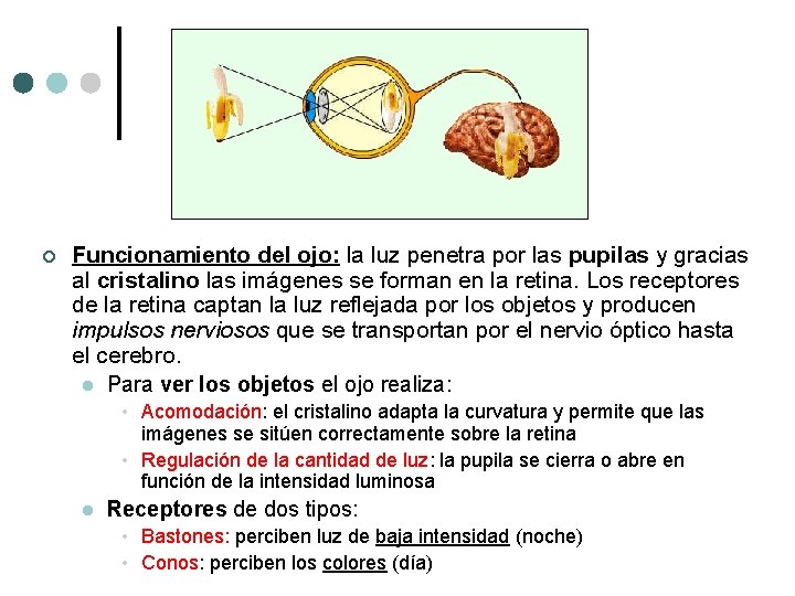 ¢ Funcionamiento del ojo: la luz penetra por las pupilas y gracias al cristalino ¢ Funcionamiento del ojo: la luz penetra por las pupilas y gracias al cristalino