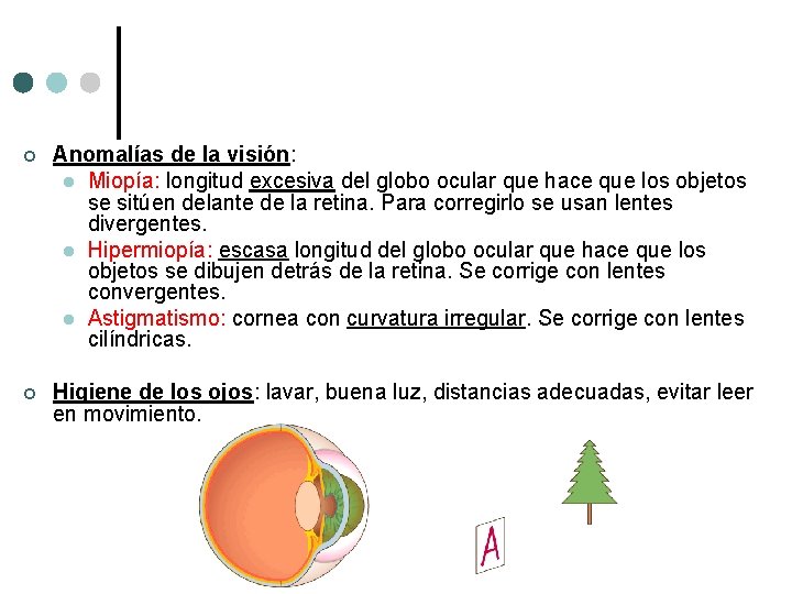 ¢ Anomalías de la visión: l Miopía: longitud excesiva del globo ocular que hace ¢ Anomalías de la visión: l Miopía: longitud excesiva del globo ocular que hace